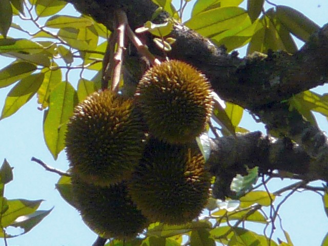 Durian fruit on tree